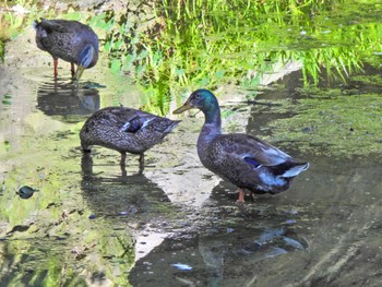 マガモ 徳島中央公園 2023年7月29日(土)