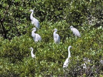 アマサギ 徳島中央公園 2023年7月29日(土)