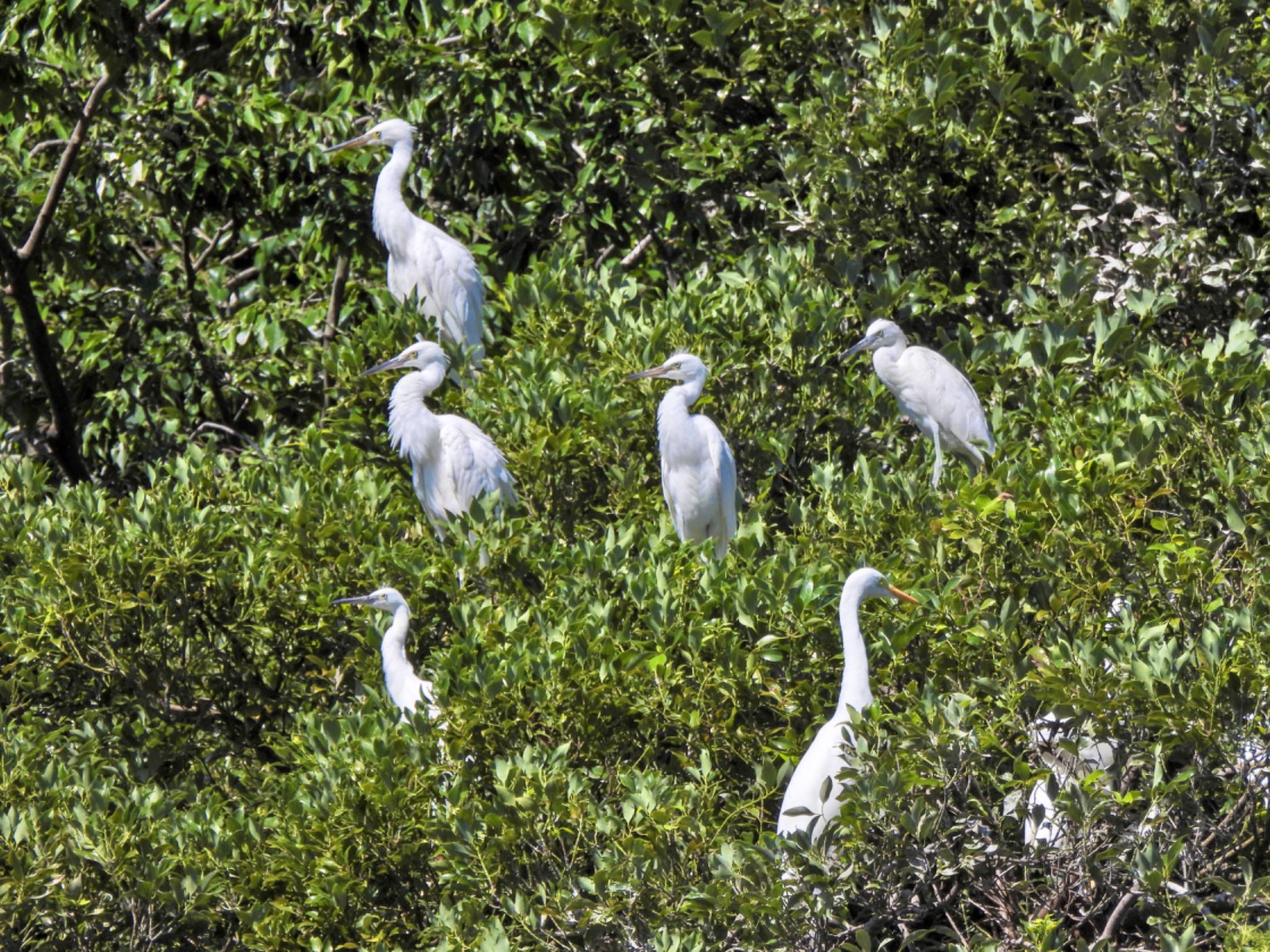 Eastern Cattle Egret