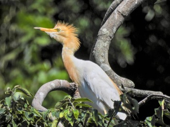 Eastern Cattle Egret 徳島中央公園 Sat, 7/29/2023