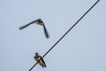 Barn Swallow 牛久 Sun, 8/13/2023