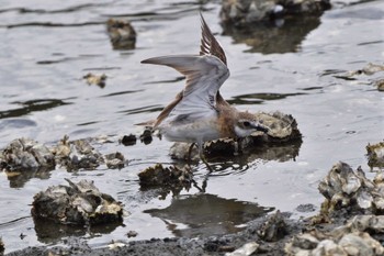 2023年8月13日(日) 野島公園の野鳥観察記録