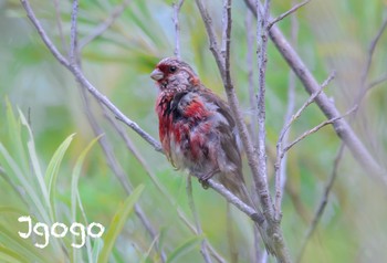 Siberian Long-tailed Rosefinch 茨戸川緑地 Tue, 8/8/2023