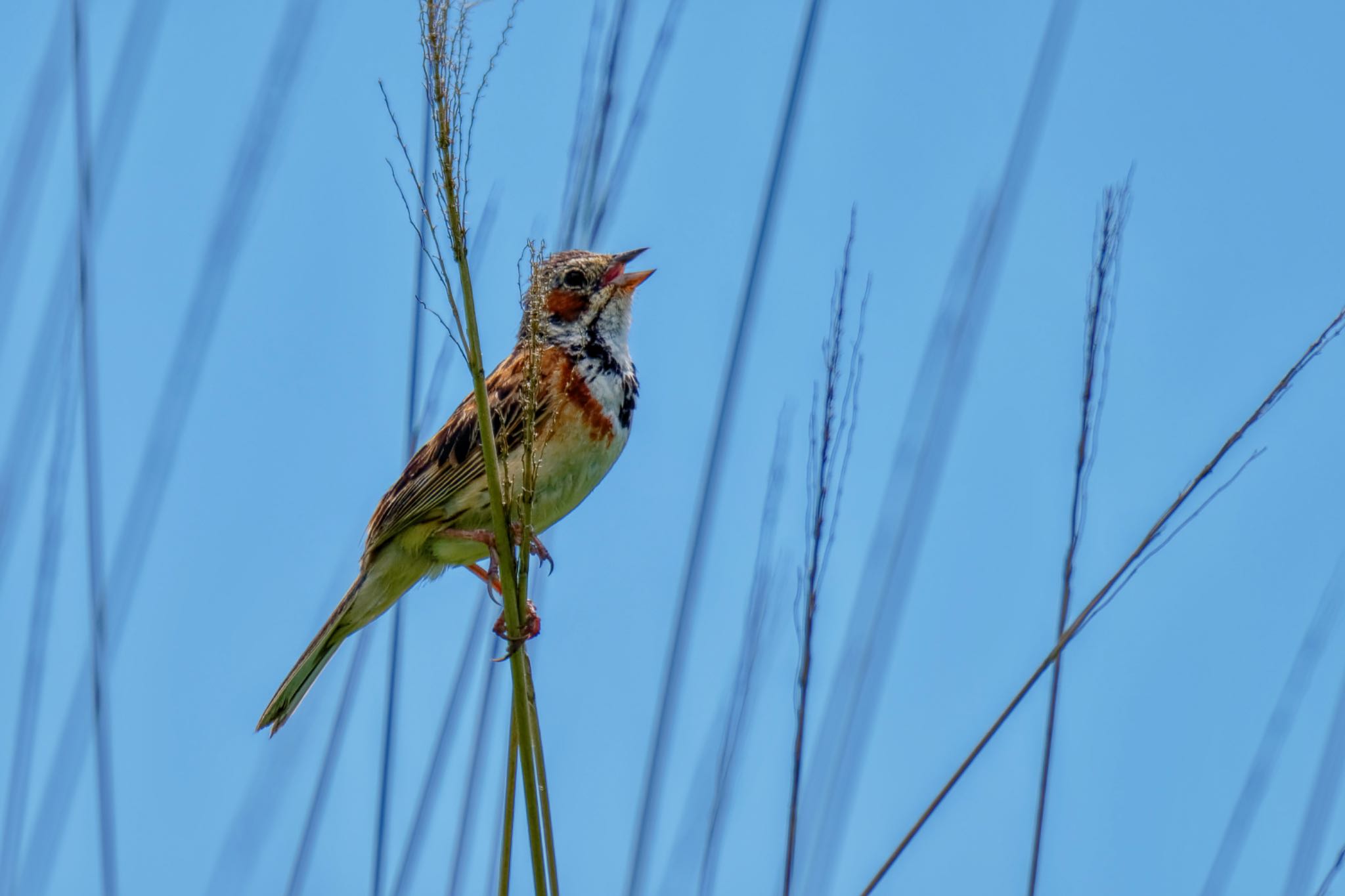 Chestnut-eared Bunting