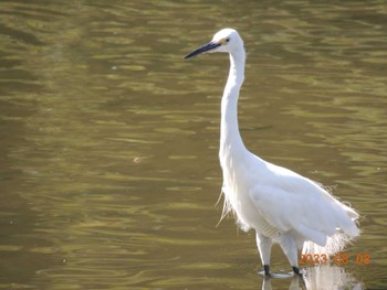 コサギ 葛西臨海公園 2023年8月8日(火)