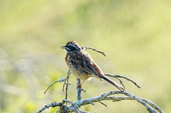 Meadow Bunting 旭高原元気村(愛知県 豊田市) Sun, 8/13/2023