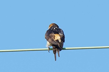 Striated Swallow 旭高原元気村(愛知県 豊田市) Sun, 8/13/2023