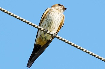 Striated Swallow 旭高原元気村(愛知県 豊田市) Sun, 8/13/2023