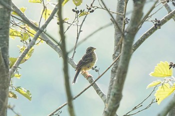 Meadow Bunting 旭高原元気村(愛知県 豊田市) Sun, 8/13/2023