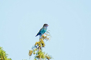 Oriental Dollarbird 旭高原元気村(愛知県 豊田市) Sun, 8/13/2023