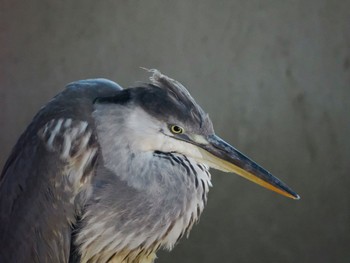 アオサギ 葛西臨海公園 撮影日未設定