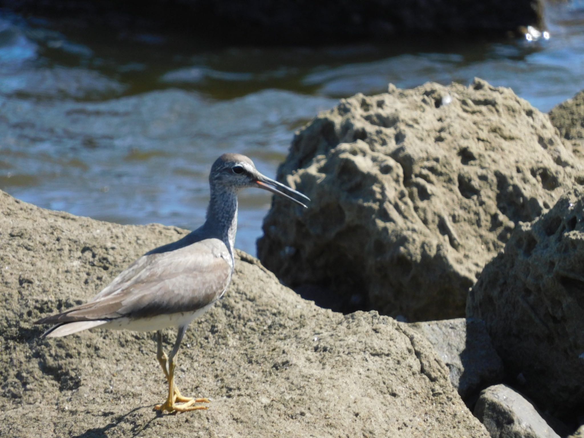 東京港野鳥公園 キアシシギの写真 by ucello