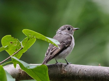 2023年8月6日(日) 福井緑地(札幌市西区)の野鳥観察記録