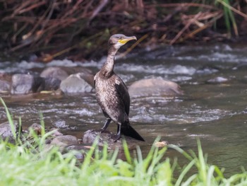 2023年8月10日(木) 福井緑地(札幌市西区)の野鳥観察記録