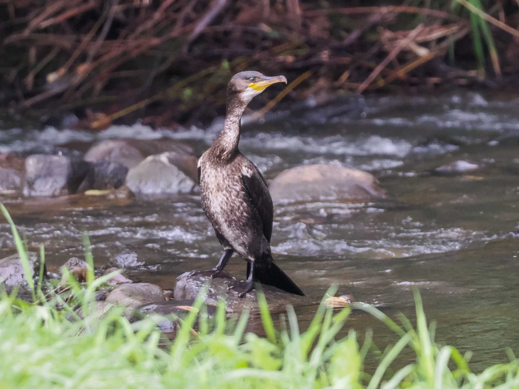 福井緑地(札幌市西区) ウミウの写真 by 98_Ark (98ｱｰｸ)