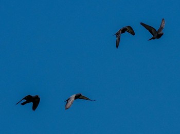 2023年8月11日(金) 福井緑地(札幌市西区)の野鳥観察記録