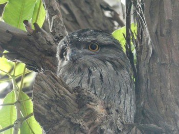 Tawny Frogmouth Chatswood, NSW, Australia Sun, 8/13/2023