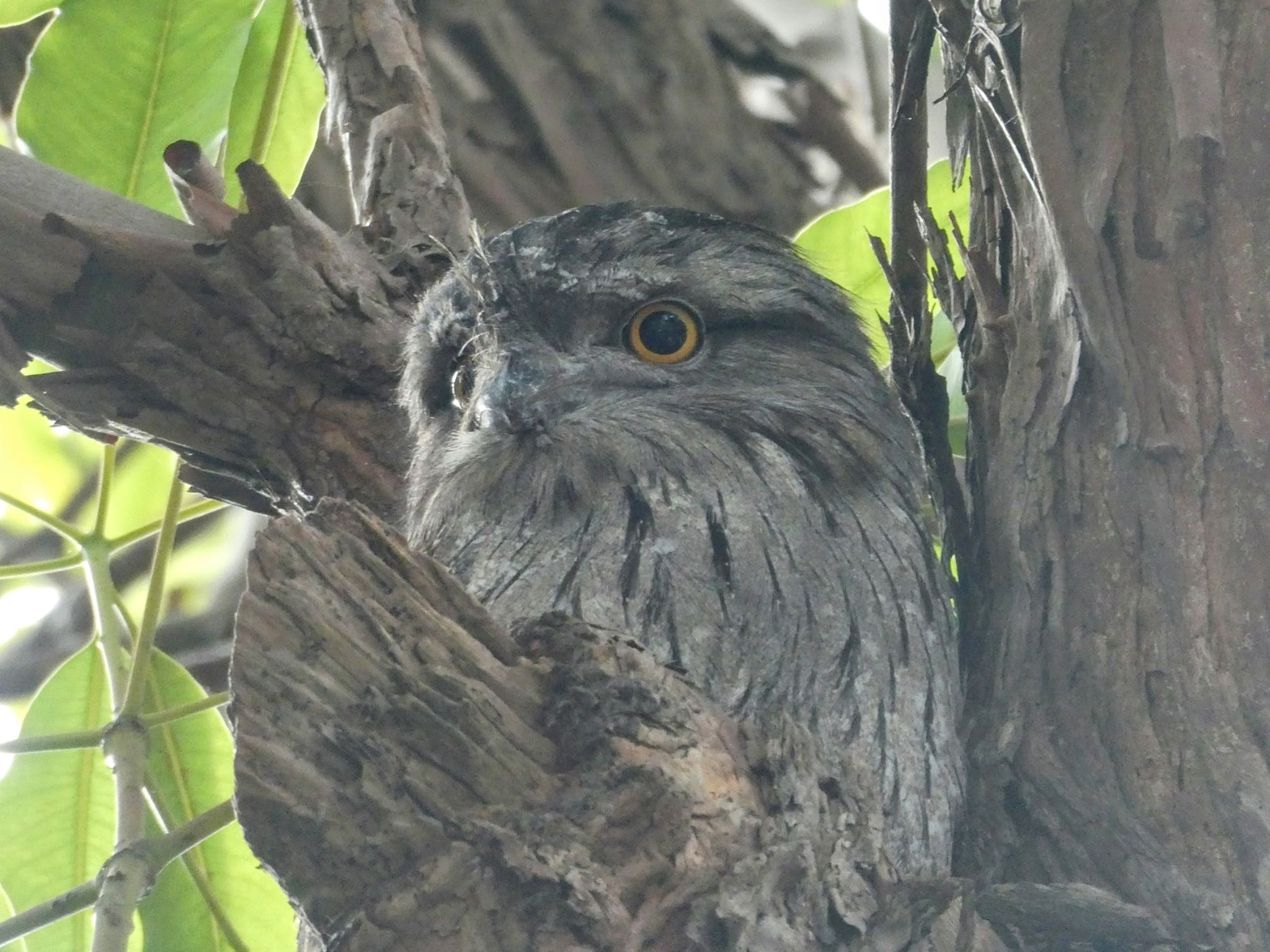 Photo of Tawny Frogmouth at Chatswood, NSW, Australia by Maki