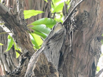 Tawny Frogmouth Chatswood, NSW, Australia Sun, 8/13/2023