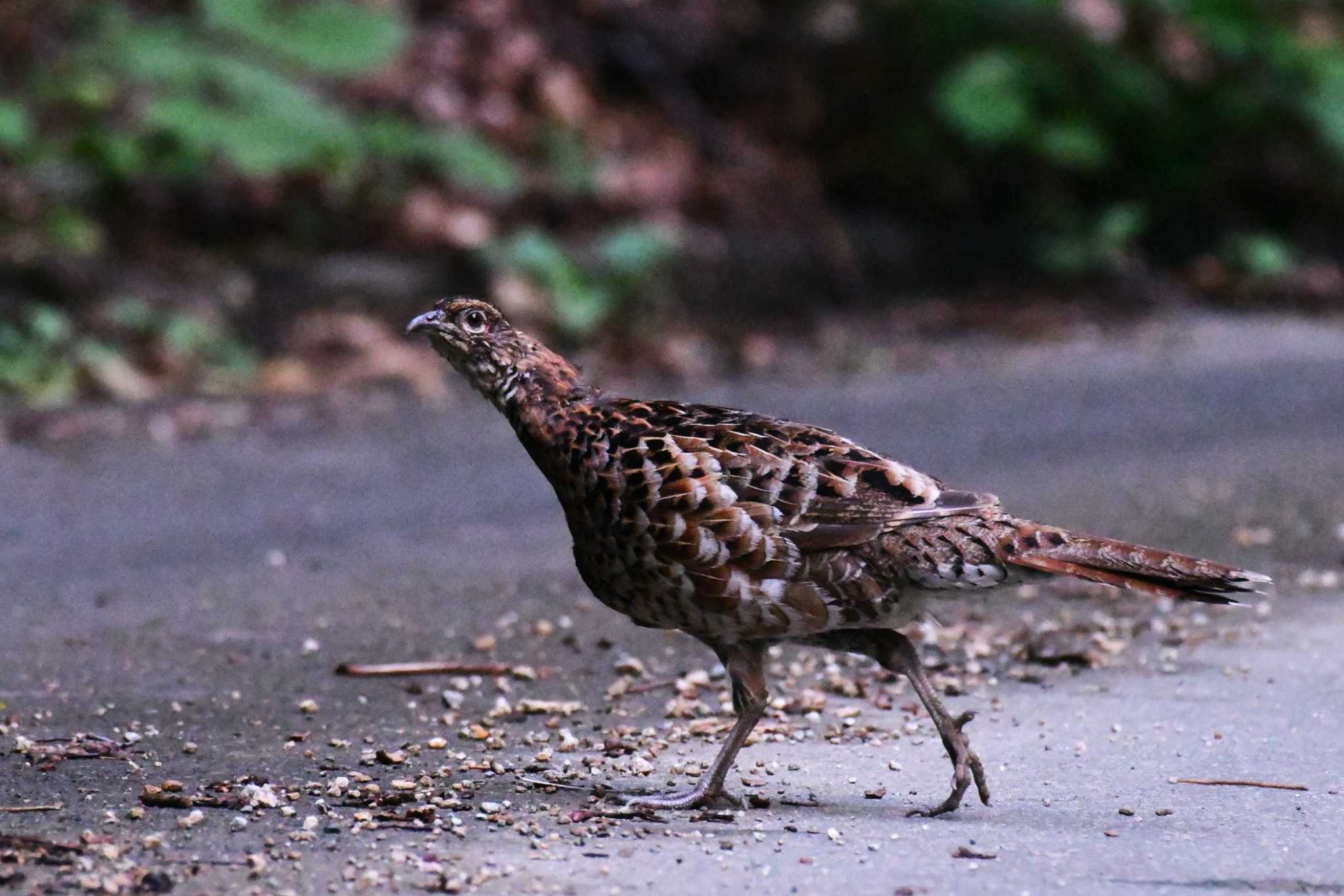 Photo of Copper Pheasant at 岳岱 by Semal