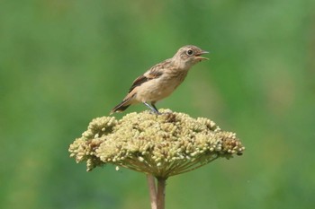 2023年8月10日(木) 野付半島の野鳥観察記録