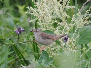 Middendorff's Grasshopper Warbler Notsuke Peninsula Thu, 8/10/2023