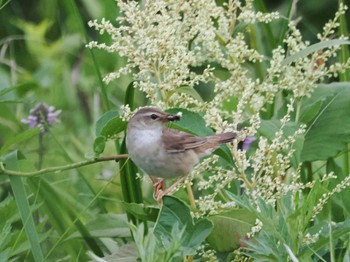 Middendorff's Grasshopper Warbler Notsuke Peninsula Thu, 8/10/2023