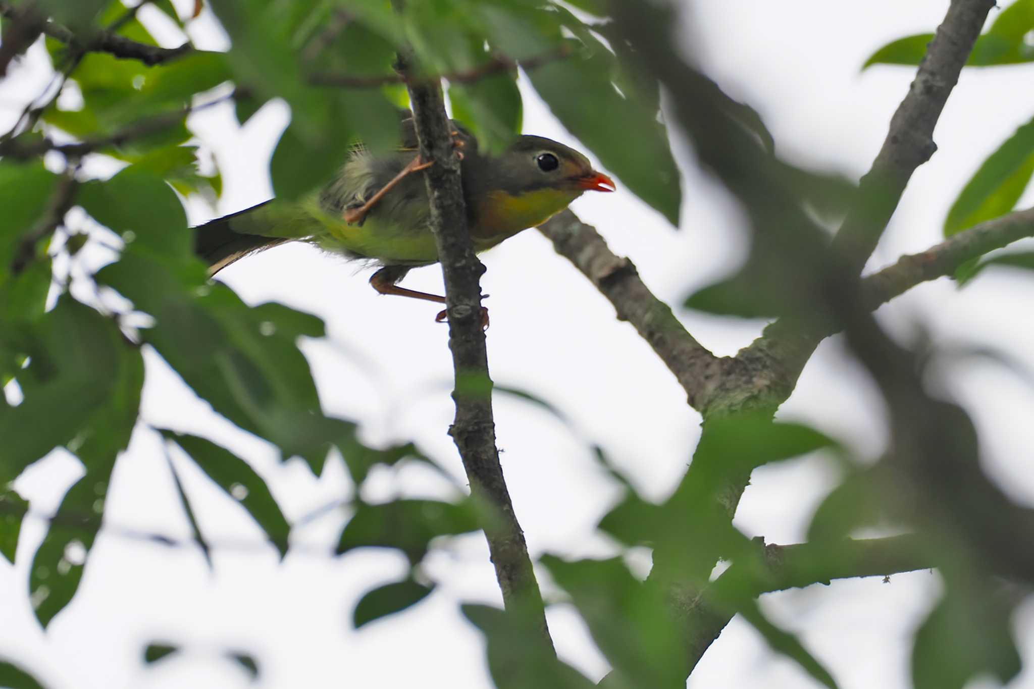 Red-billed Leiothrix