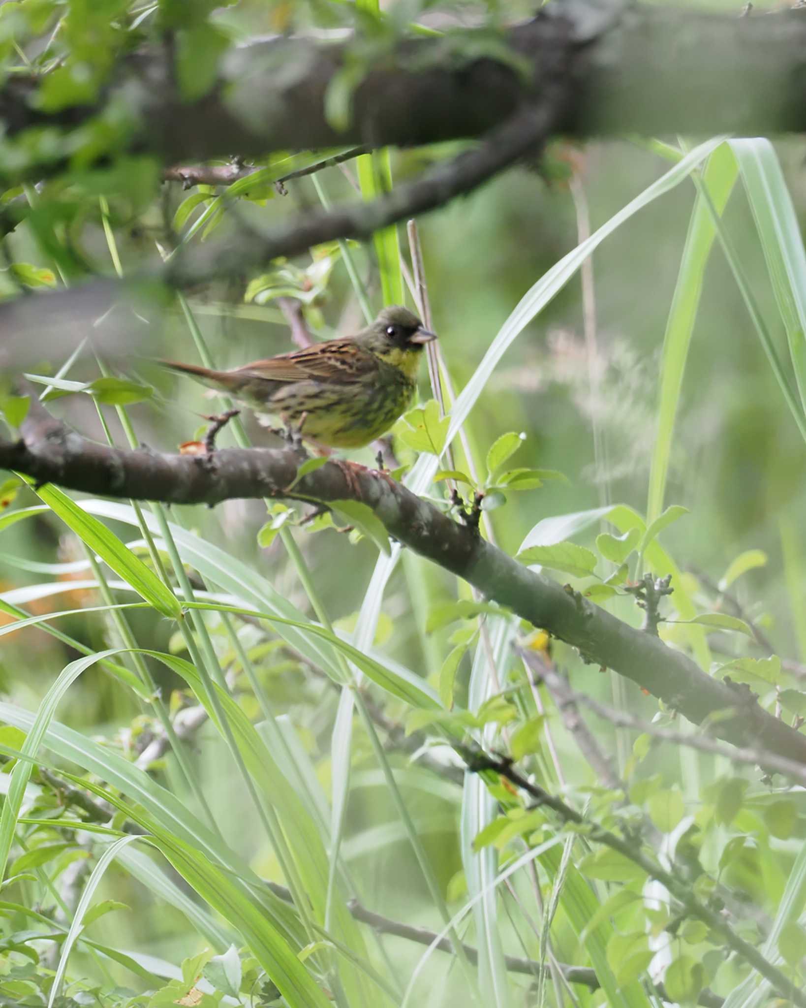 Masked Bunting