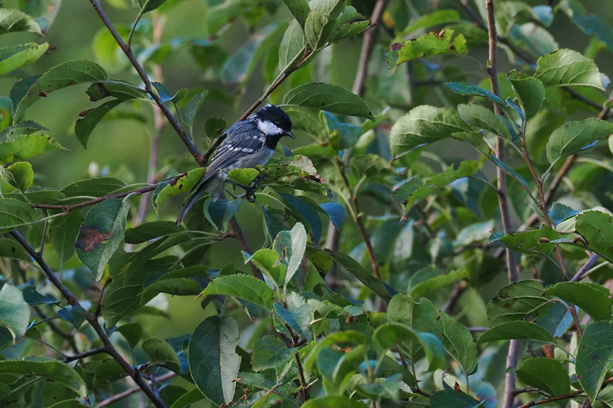 Coal Tit