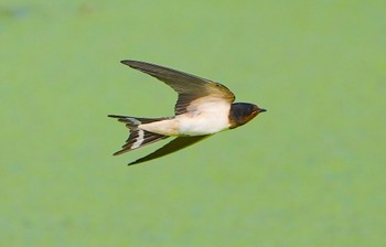 2023年8月13日(日) 恩智川治水緑地の野鳥観察記録