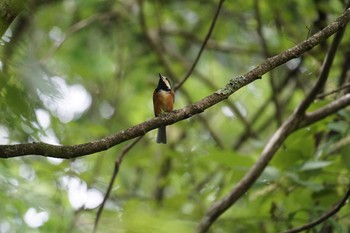 ヤマガラ 山梨県勝沼 2018年8月16日(木)