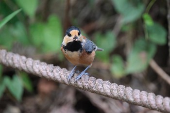 Varied Tit 愛鷹広域公園 Sun, 8/13/2023