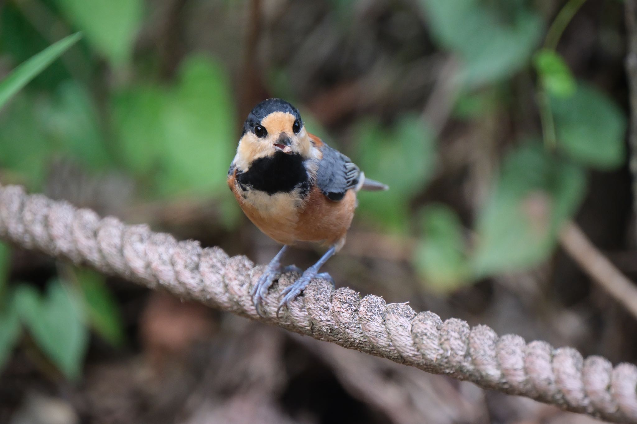 Photo of Varied Tit at 愛鷹広域公園 by ポン介