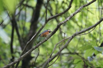 ヤマガラ 山梨県勝沼 2018年8月16日(木)