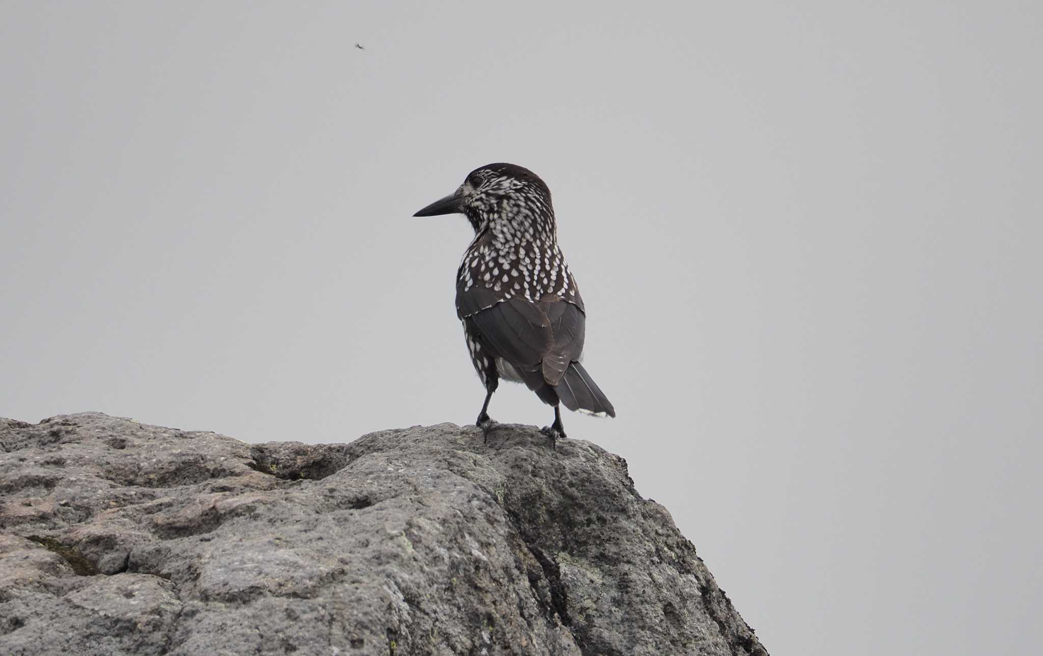 Photo of Spotted Nutcracker at 乗鞍岳 by 憧れのジャン