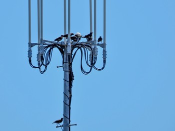 Crested Myna 金井遊水地(金井遊水池) Sun, 7/30/2023