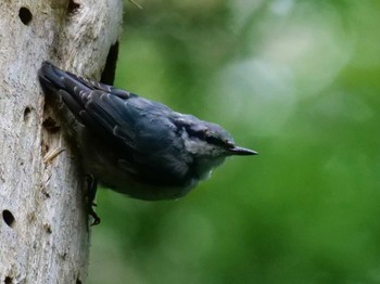 Eurasian Nuthatch 奥日光 Sat, 8/12/2023