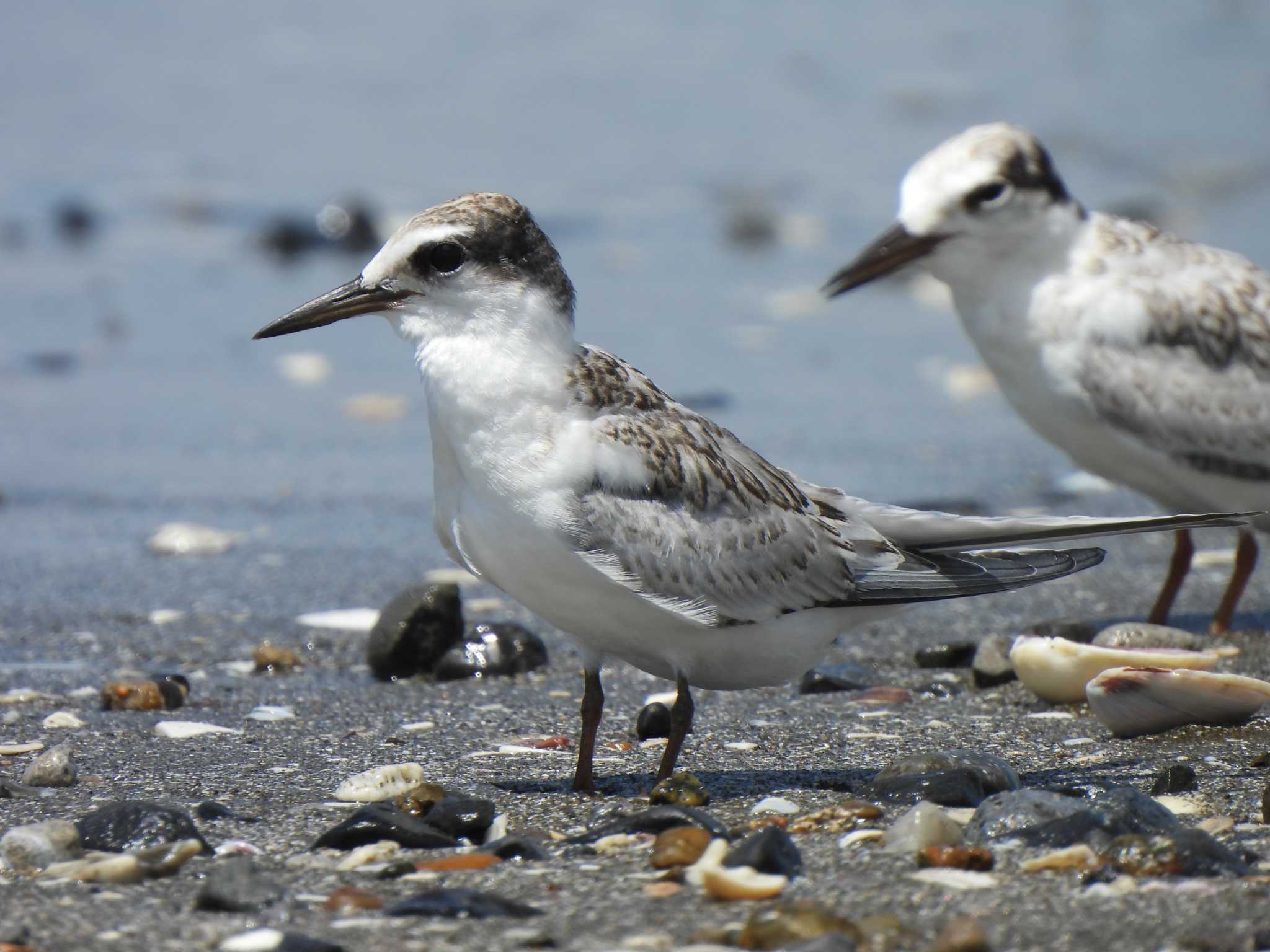 Little Tern