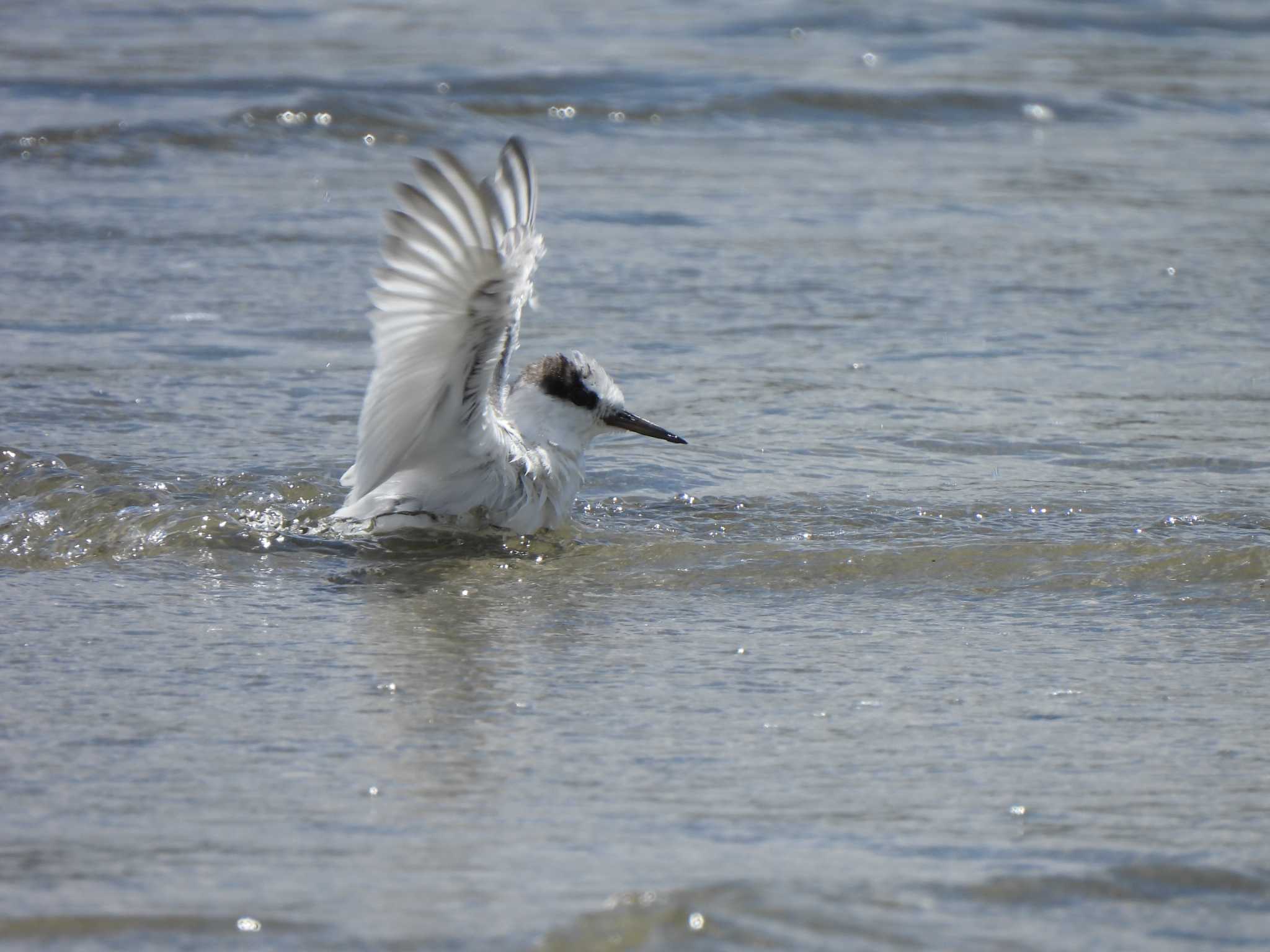 Little Tern