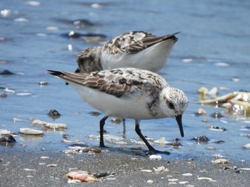 Sanderling 検見川浜コアジサシ保護区 Sat, 8/12/2023