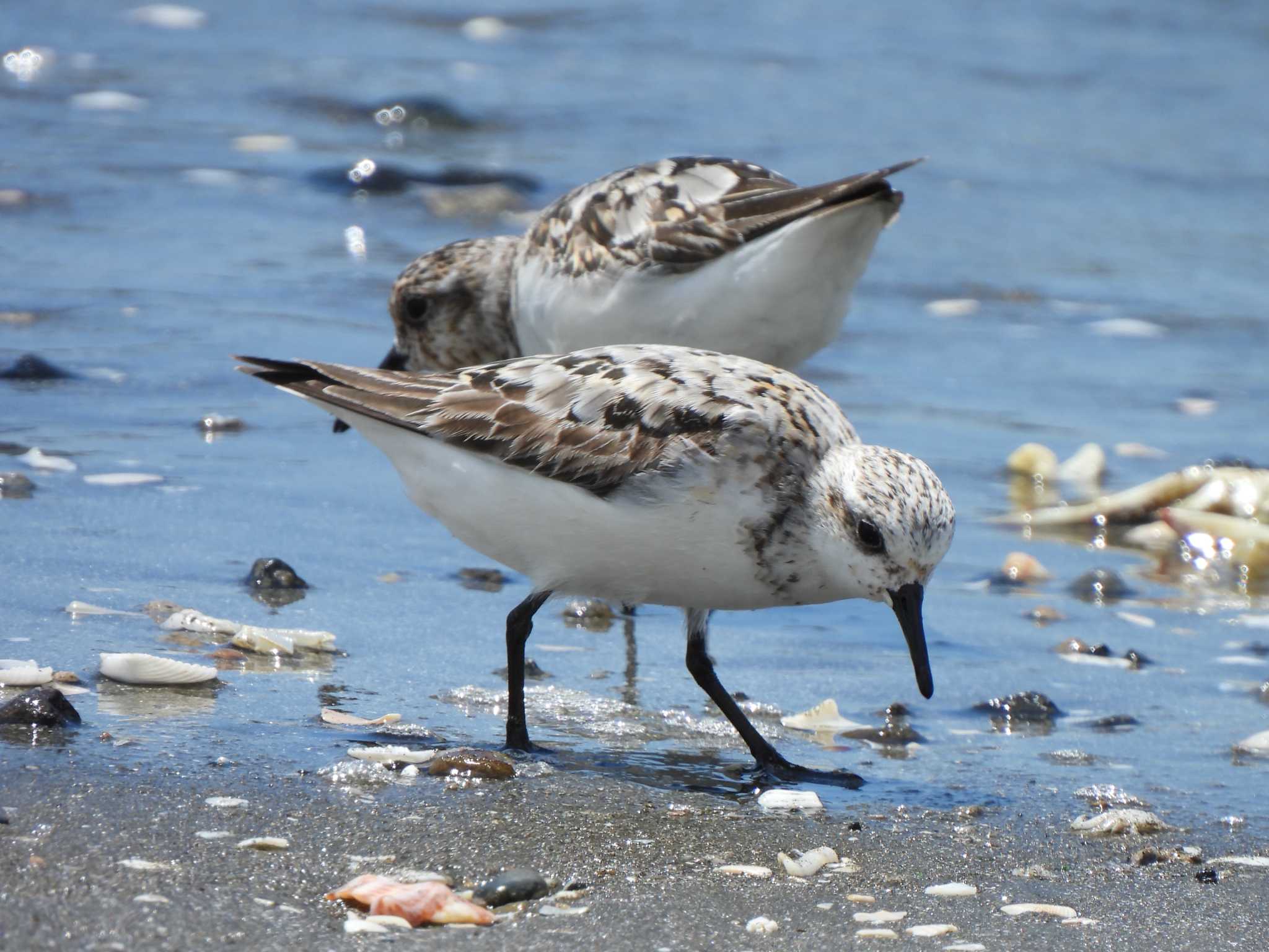 Sanderling