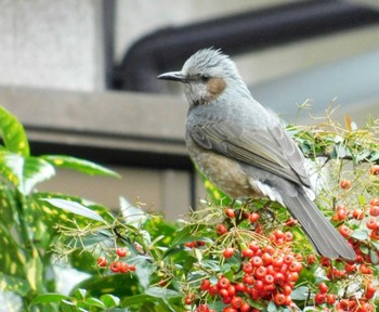 Brown-eared Bulbul 近所 Thu, 12/26/2019