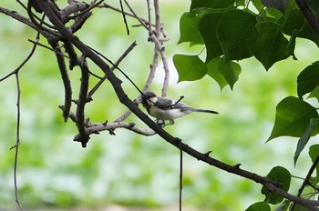 2023年8月14日(月) 恩智川治水緑地の野鳥観察記録