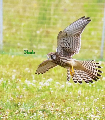 Common Kestrel Unknown Spots Unknown Date