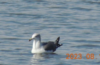 ウミネコ 葛西臨海公園 2023年8月11日(金)