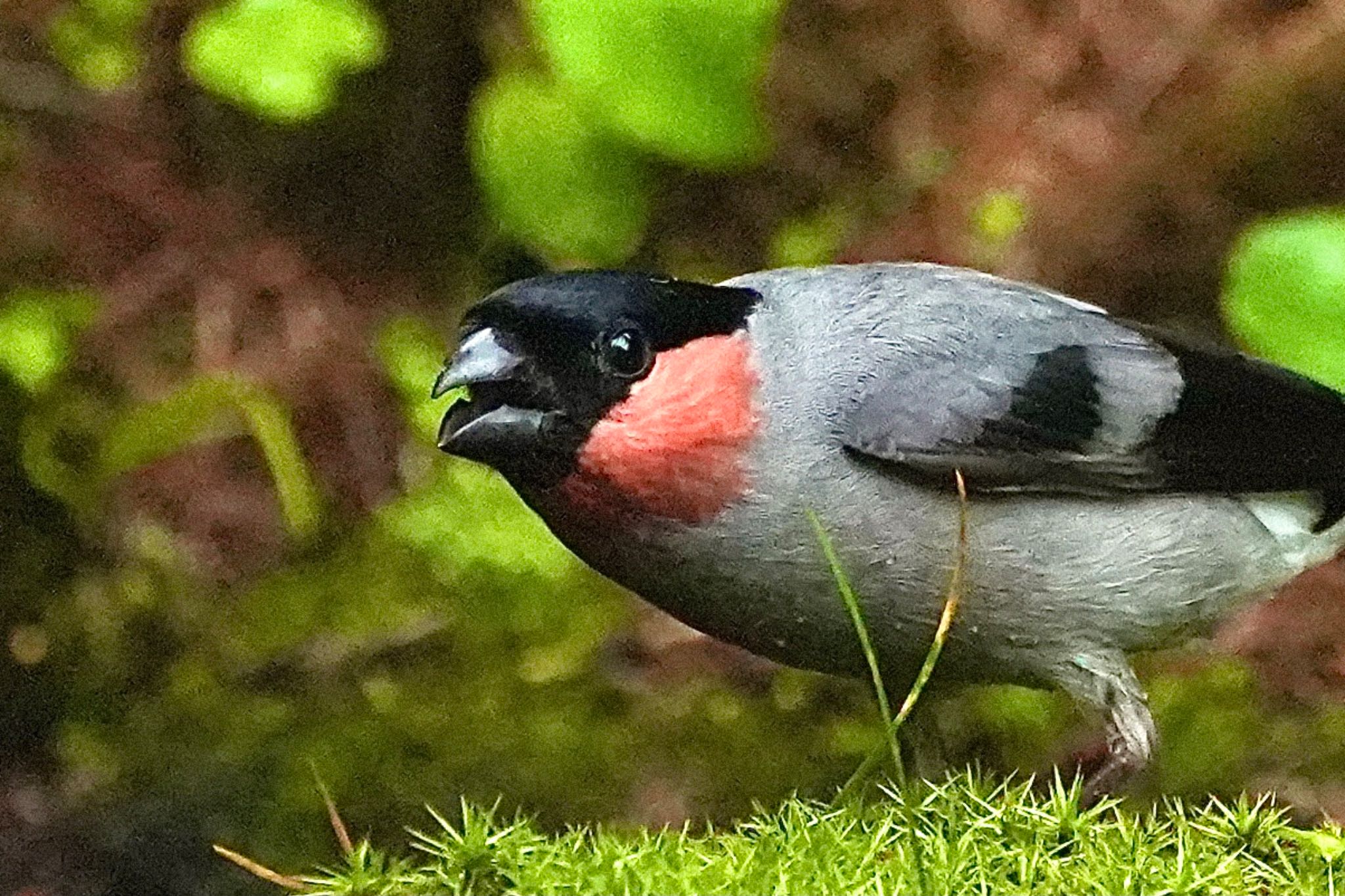 Eurasian Bullfinch