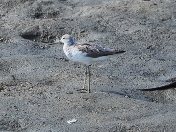 Sun, 8/13/2023 Birding report at 土留木川河口(東海市)