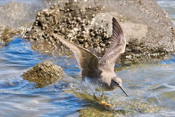 キアシシギ 東京港野鳥公園 2023年8月10日(木)