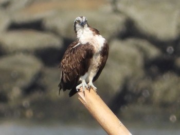 Osprey 岡山高梁川河口 Sun, 7/23/2023